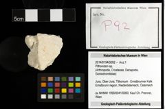 Foto (Objekt + Etiketten) von Pithonoton sp. 